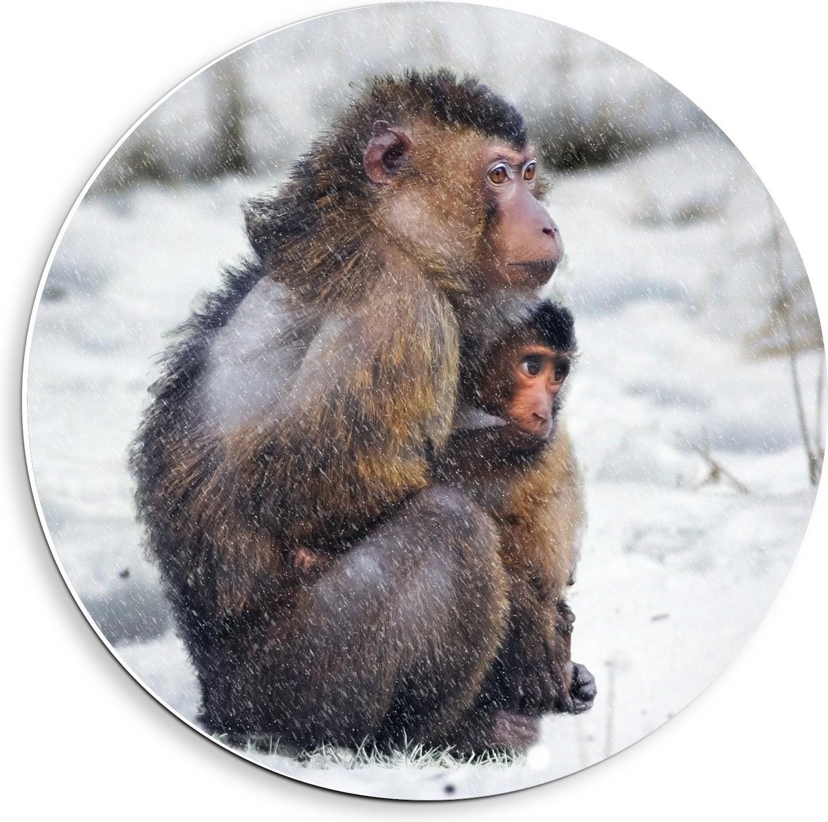 KuijsFotoprint - Schilderij - Moeder Baby Aap In De Sneeuw - Zwart, Wit En Bruin - 40 X 40 Cm
