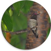 Dibond Wandcirkel - Bijzondere Mooie Vogel - 50x50cm Foto op Aluminium Wandcirkel (met ophangsysteem)