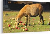 Schilderij - Schaap aan de appels — 100x70 cm