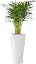 Areca Lutescens in watergevende Delta wit | Goudpalm