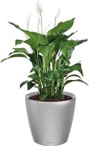 Spathiphyllum in watergevende Classico zilver | Lepelplant