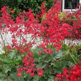 100 x Heuchera sanguinea 'Leuchtkäfer'- Purperklokje in 9x9cm pot met hoogte 5-10cm