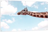 Tuinposter – Giraffe op Blauwe Achtergrond  - 150x100cm Foto op Tuinposter  (wanddecoratie voor buiten en binnen)