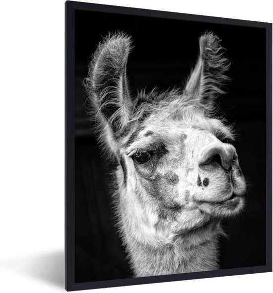 Poster met lijst Close-up Dieren in Zwart-Wit - Alpaca op zwarte in... | bol.com