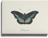 Walljar - Le Papillon - Dieren poster