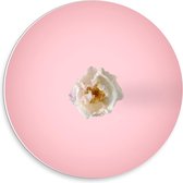 Forex Wandcirkel - Witte Roos op Roze Achtergrond  - 30x30cm Foto op Wandcirkel (met ophangsysteem)