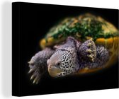 Canvas Schilderij Schildpad die naar camera toe zwemt - 90x60 cm - Wanddecoratie