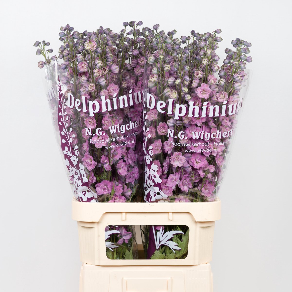 10x Delph.dewi melody 80cm