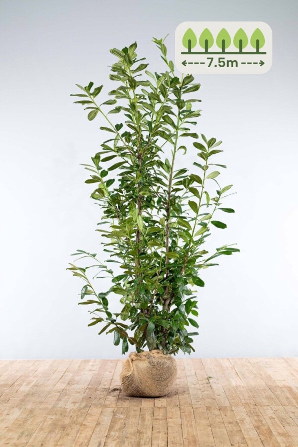 Laurier 'Novita' 200-225 cm voor 7.5 meter - 12st. Prunus laurocerasus 'Novita'