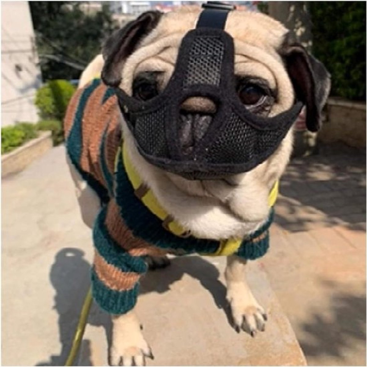 Hondenmuilkorf Kort Snuit - Ademend Hond Masker - Veilig Uitlaten - Verstelbaar Nylon Band - Maat L - One Color