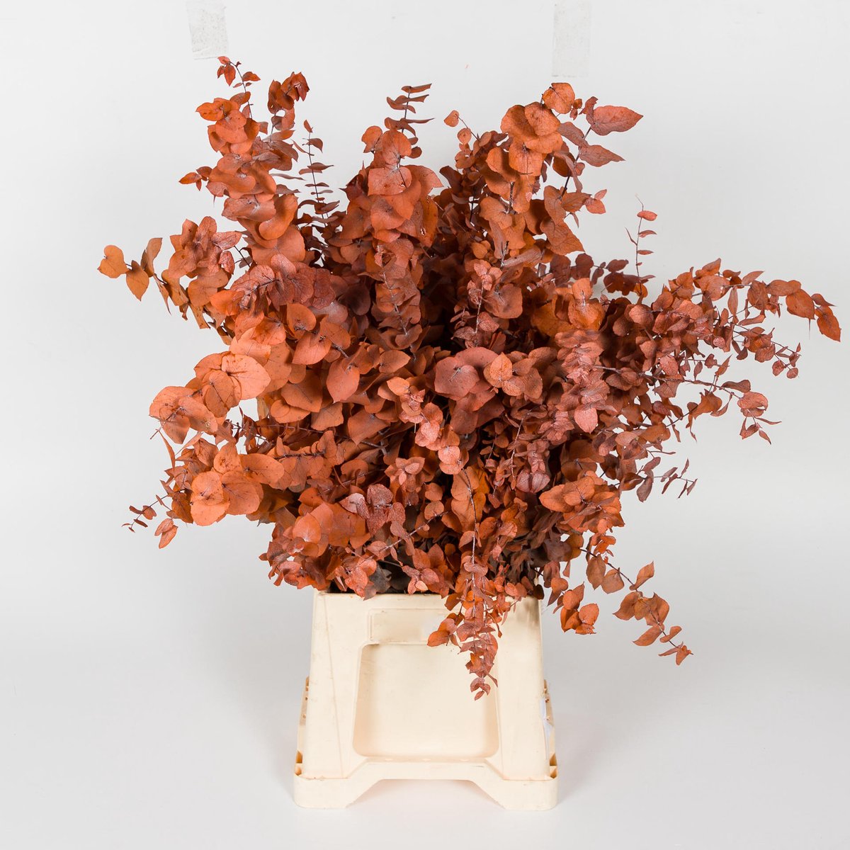 10x Dc eucalyptus stuart.oranje gestabiliseerd 70cm