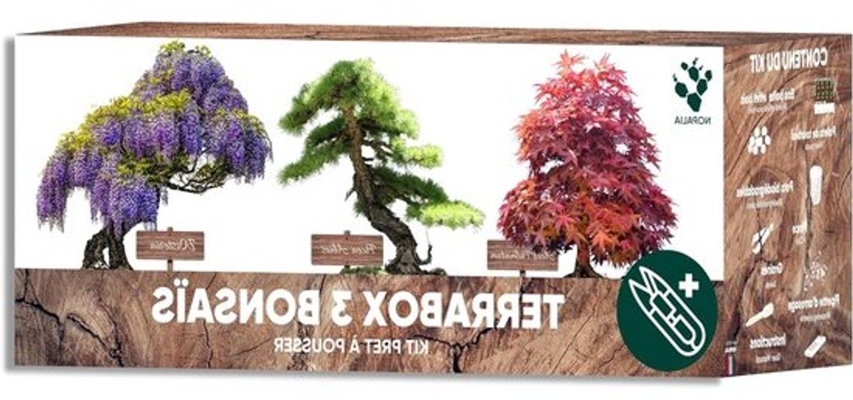 Bonsai-set klaar om te groeien 100% biologische zaden (Wisteria Acer Palmatum Picea Abies) – cadeau-idee voor zen heren en dames – Japanse mini-tuin DIY – woondecoratie – gemaakt in Frankrijk.