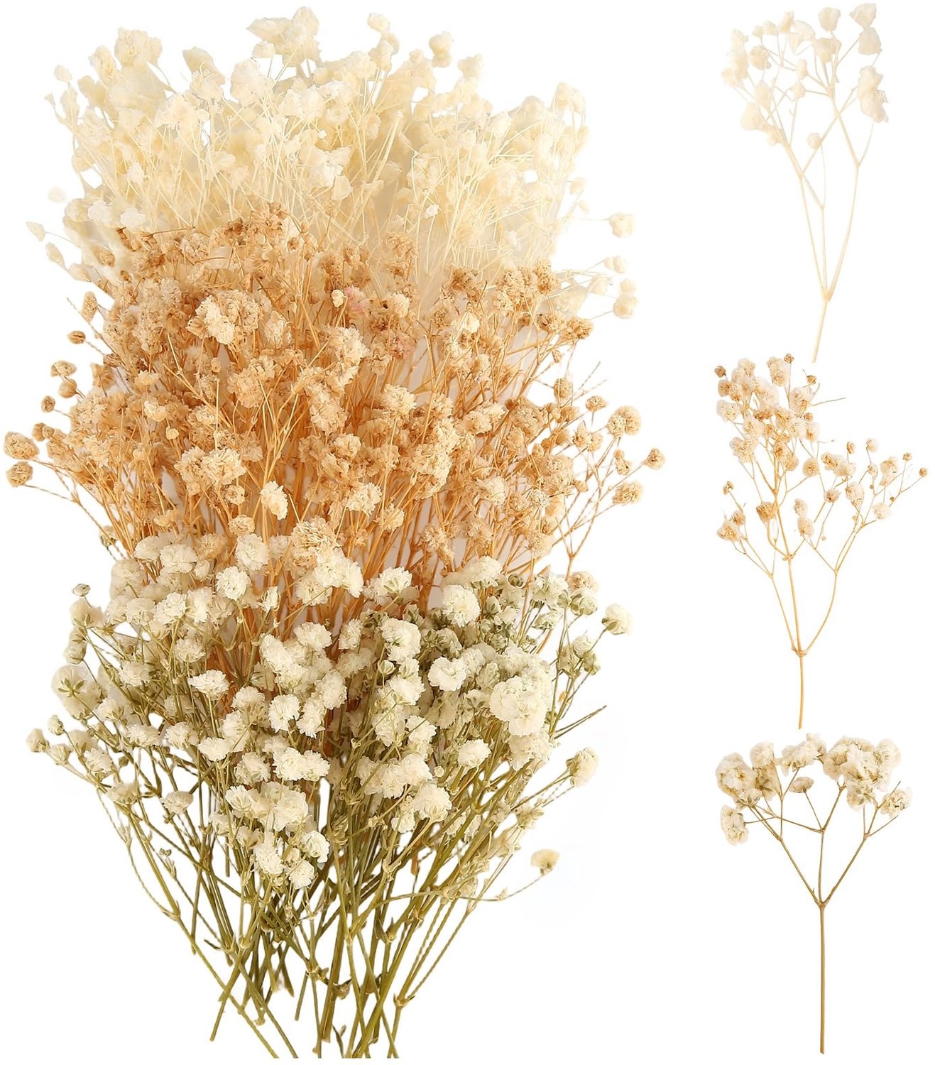 Famanu Set van 100 gedroogde nevelbloemen voor kunst en decoratie
