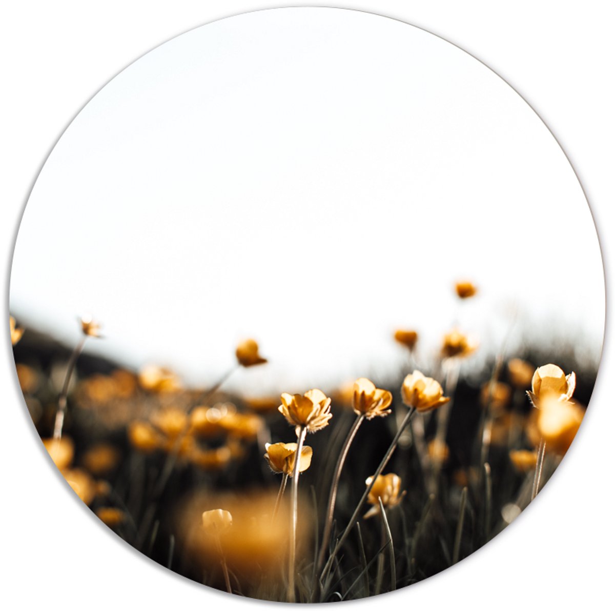 Label2X - Muurcirkel mini yellow flowers - Ø 70 cm - Forex - Multicolor - Wandcirkel - Rond Schilderij - Muurdecoratie Cirkel - Wandecoratie rond - Decoratie voor woonkamer of slaapkamer