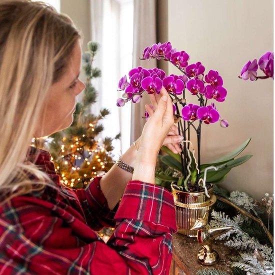 Een persoon in een rood geruit shirt verzorgt een bloeiende paarse Phalaenopsis-orchidee in een gouden pot.