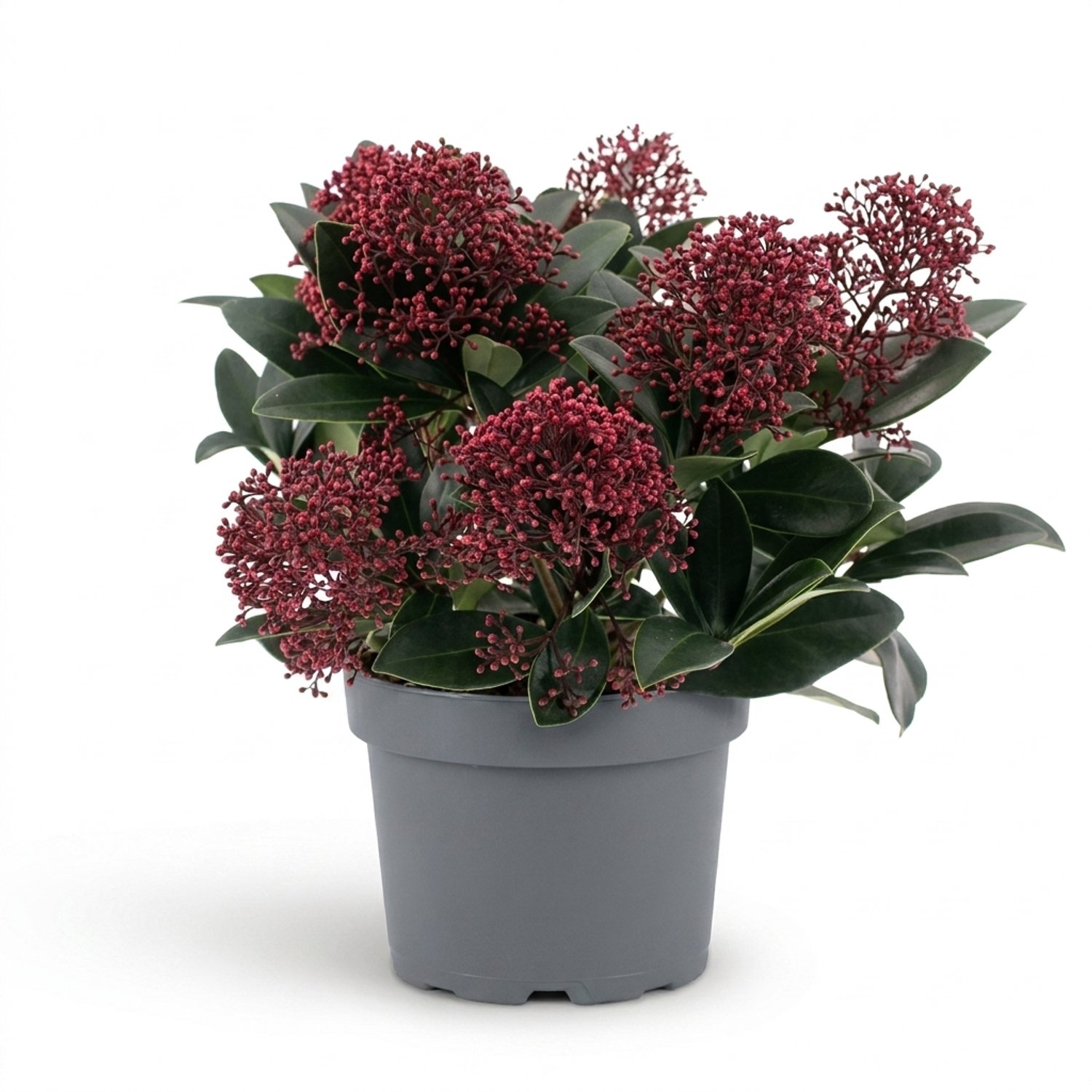 Bloomique - Skimmia Japonica Rubella - Heester - Tuinplanten - Rode bloemknoppen - Winterhard - Groenblijvend - Ook voor schaduw - Hoogte 25-30 cm - Pot 19 cm
