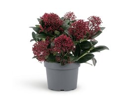 Bloomique - Skimmia Japonica Rubella - Heester - Tuinplanten - Rode bloemknoppen - Winterhard - Groenblijvend - Ook voor schaduw - Hoogte 25-30 cm - Pot 19 cm