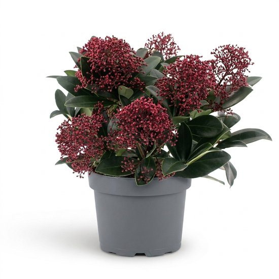 Skimmia Japonica Rubella met dieprode bloemknoppen en glanzend donkergroen blad in een grijze pot.