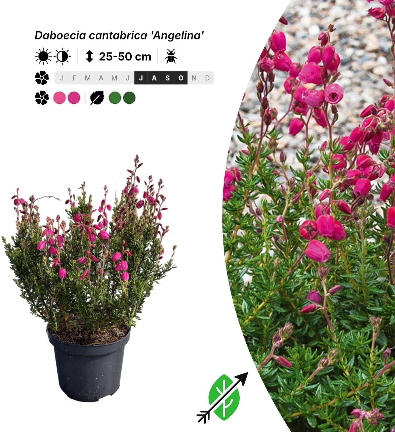 Singleplants - 12x Daboecia cantabrica 'Angelina' - Pot C1.5 - bodembedekker - winterhard tot -15°C