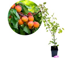 Prunus armeniaca abrikoos kneusje, hoogte 80cm, 5 liter pot