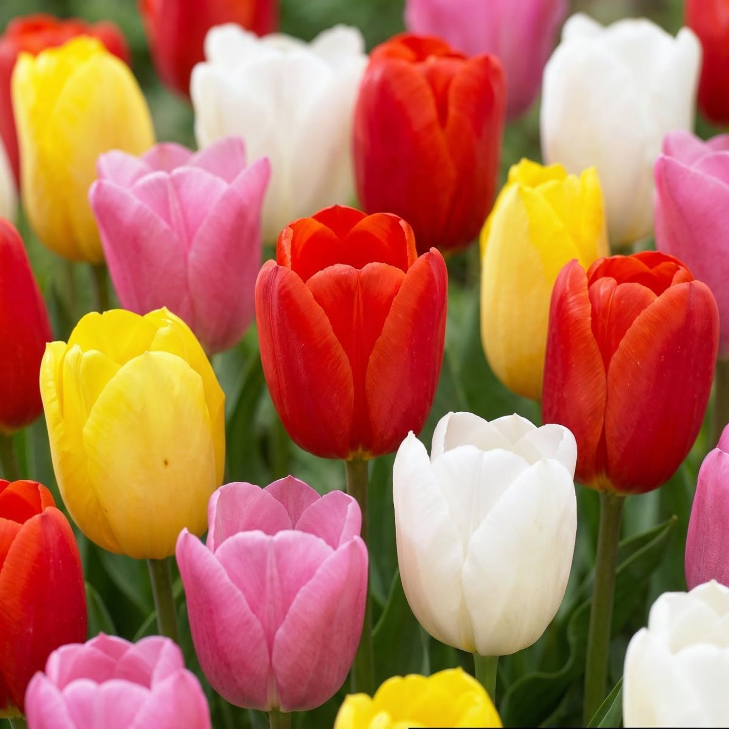 Tulpen bloembollen 50 stuks - Budget mix - Meerkleurig - Voor een kleurrijke tuin - Vemera