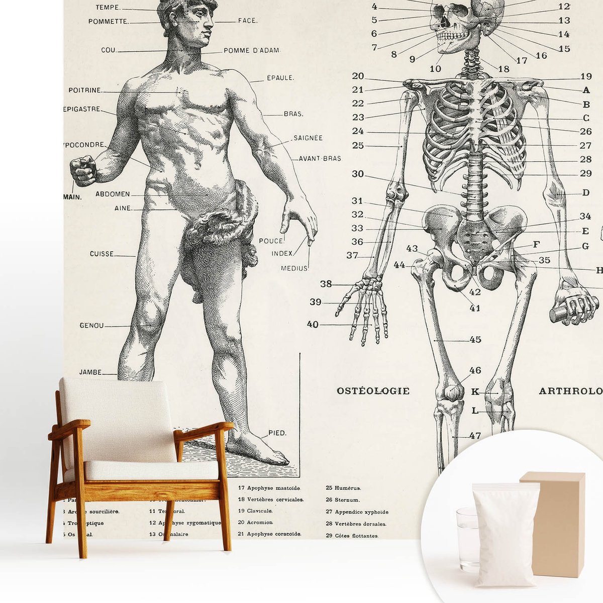 Wallfluent Fotobehang - Zwart Vliesbehang - 250x250 cm - Klassieke Anatomie Fotobehang Vlies - Hal behang Anatomie - Muurschildering - Woonkamer behang