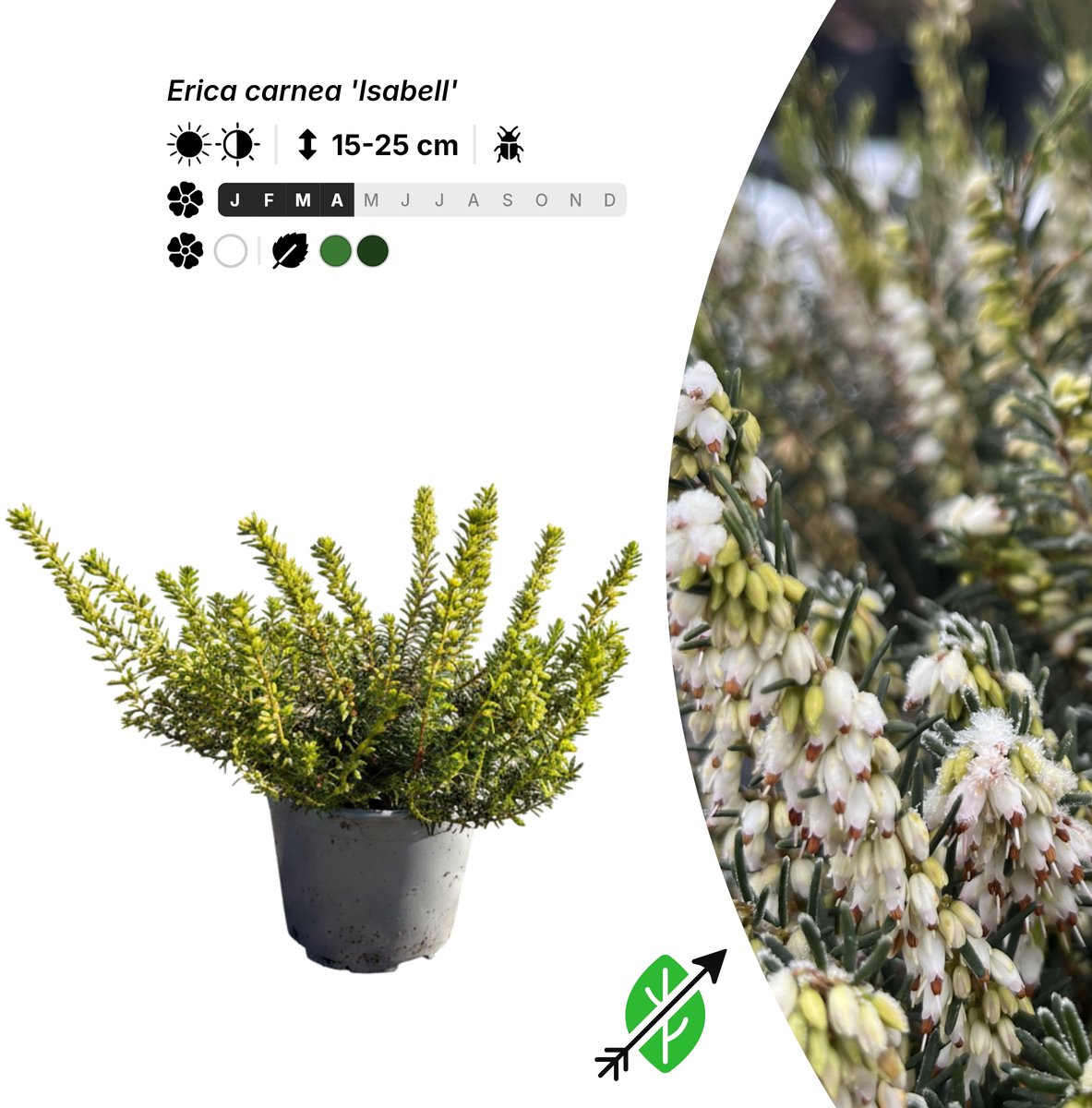 Singleplants - 6x Erica carnea 'Isabell' - Pot P10,5 - bodembedekker - winterhard tot -30°C