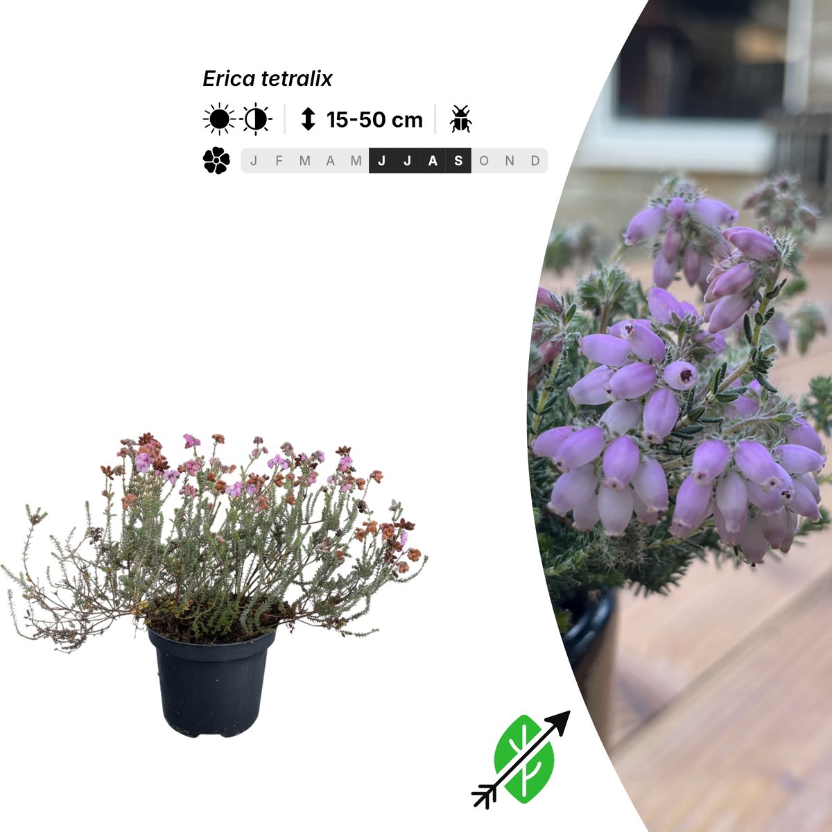 Singleplants - 12x Erica tetralix - Pot C1.5 - bodembedekker - winterhard tot -25°C