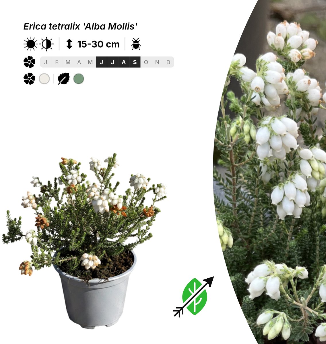 Singleplants - 10x Erica tetralix 'Alba Mollis' - Pot P10,5 - bodembedekker - winterhard tot -20°C