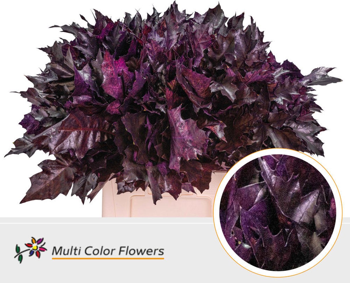 100x Sg quercus rubra overig 60cm