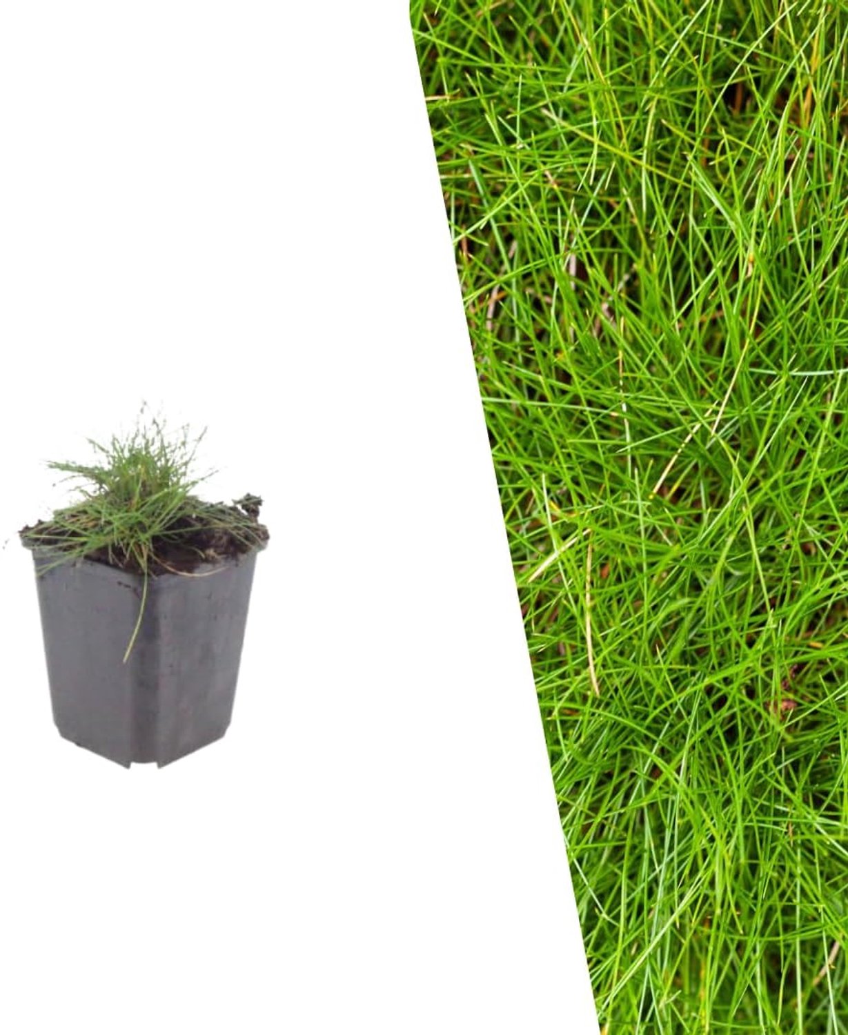 Gras Planten, Ø 9 cm