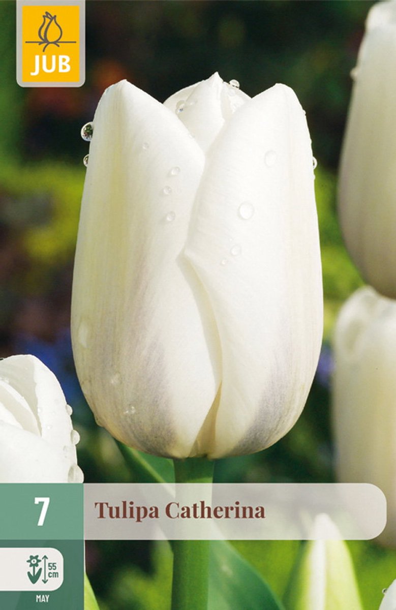 Tulipa Catherina bloembol JUB 7 stuks