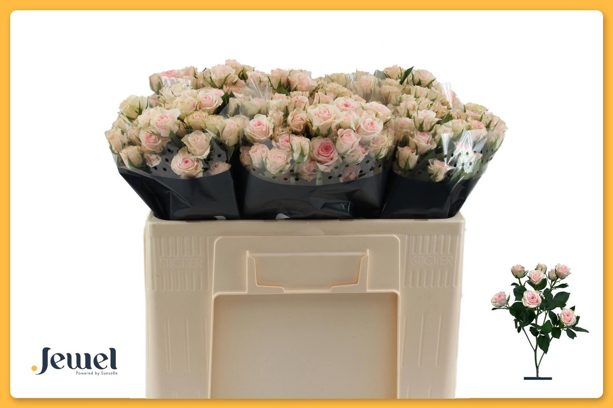 10x Rosa severina 50cm