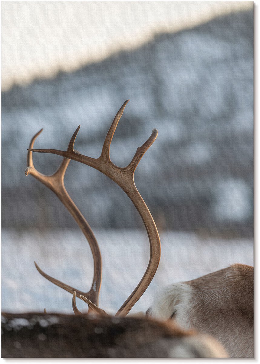 Tulup Polycanvas Poster - Winterrendieren, Fotografie - A4 - Bruin Illustratie - Rechthoek - Muurdecoratie - Woonkamer, Slaapkamer, Kantoor - Klassiek