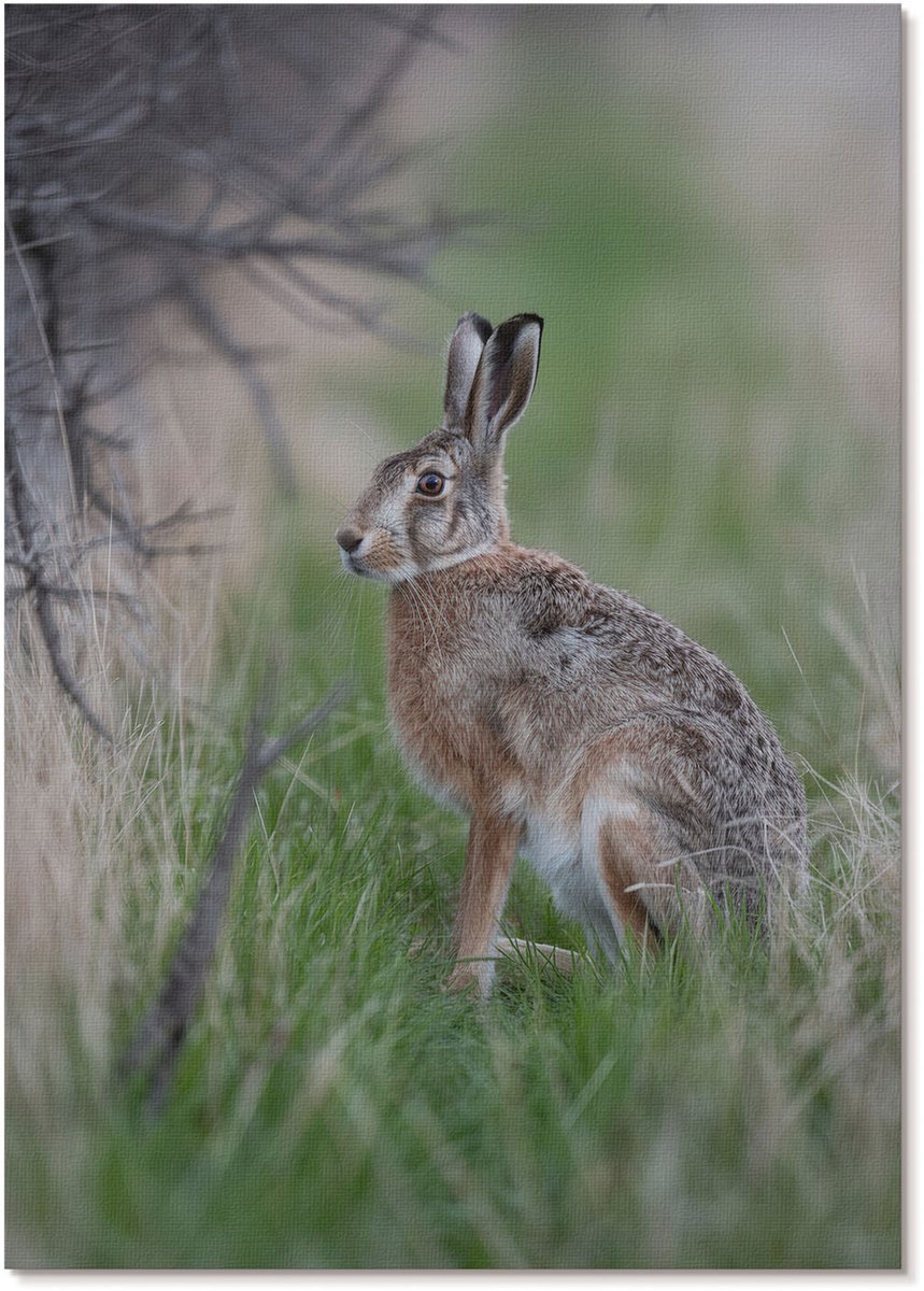 Tulup Canvas Poster Polycanvas - Haas In De Natuur, Fotografie - A4 - Groen Patroon - Rechthoek - Decoratieve poster - Woonkamer, Slaapkamer, Kantoor - Modern