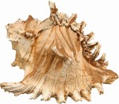 Nobby aqua deco zeeschelp - 17,5 x 16 x 12,5 cm
