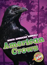 North American Animals - American Crows