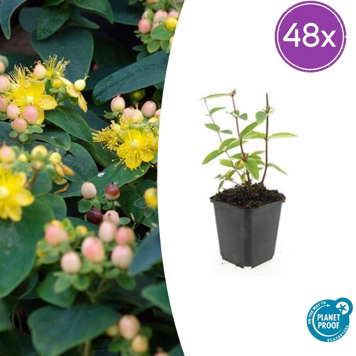 Trendyplants - Hypericum inodorum 'Annebel' - 48 stuks - Hertshooi - Winterhard - Hoogte 10-30 cm - Potmaat Ø9cm