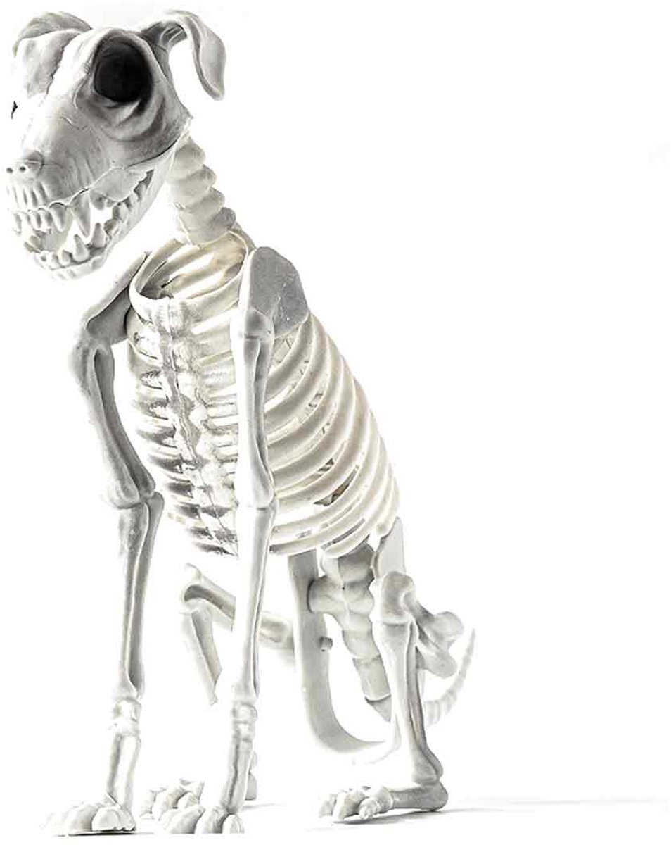Halloween Dieren Skelet - Hond - Realistisch - Binnen/Buiten Decoratie