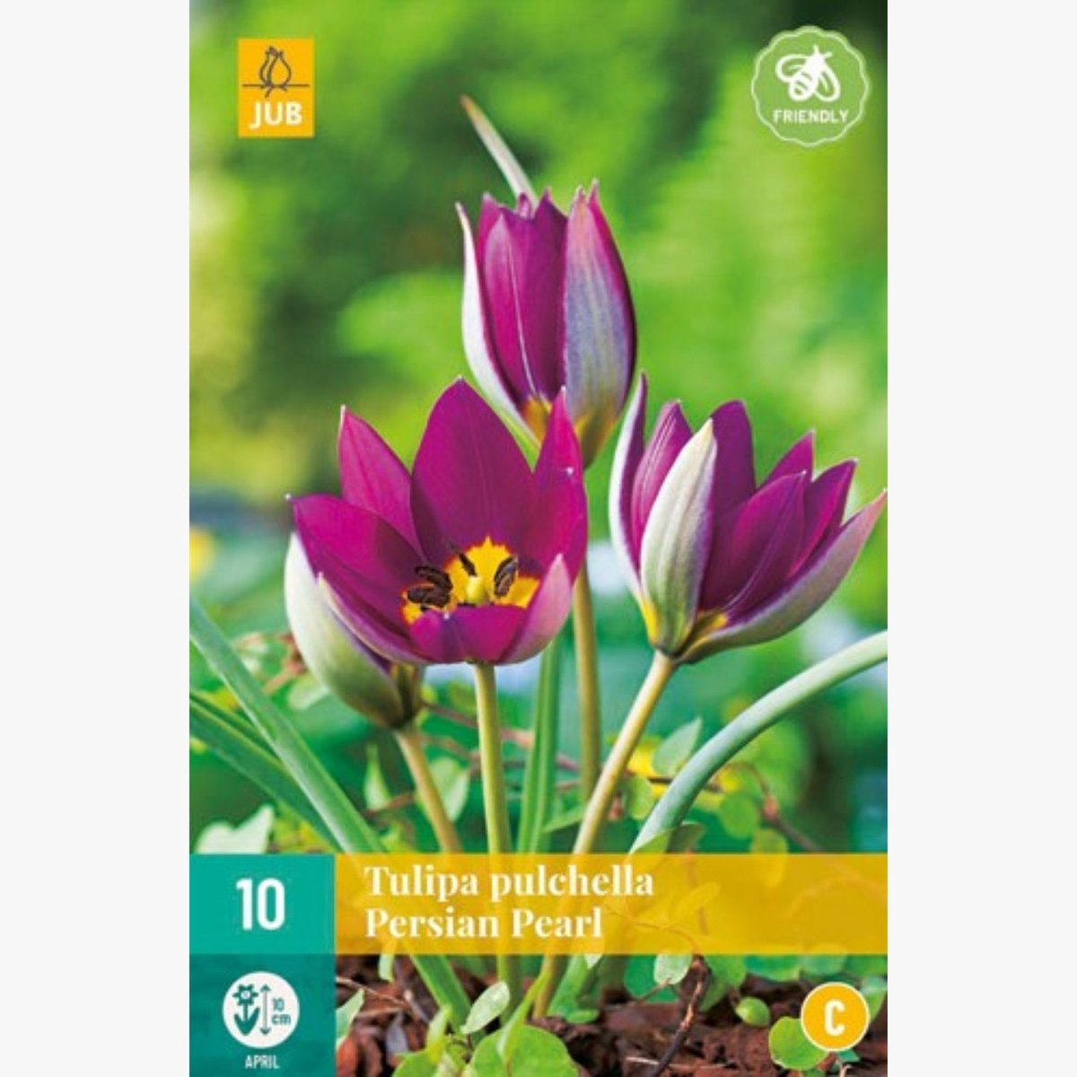 Tulp (Tulipa) - Persian Pearl - pulchella - Bijen-Vlinders - Snijbloemen - Voorjaarsbollen - bloeit in April / Mei