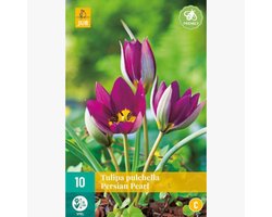 Tulp (Tulipa) - Persian Pearl - pulchella - Bijen-Vlinders - Snijbloemen - Voorjaarsbollen - bloeit in Maart / April