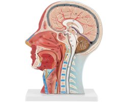 Anatomisch Medisch Hoofdmodel - Hoofd-Hersenen-Hals Median Sectie - Gedetailleerde Anatomie - PVC Plastic
