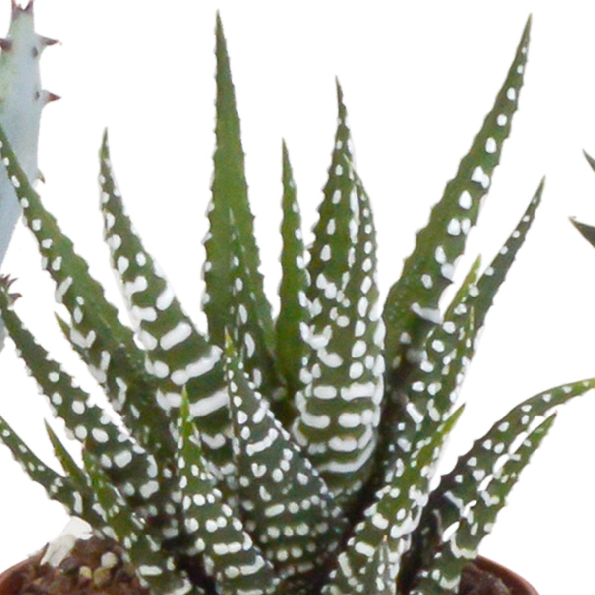 Gasteria/Haworthia mix 5.5 cm in terracotta pot | 5 stuks