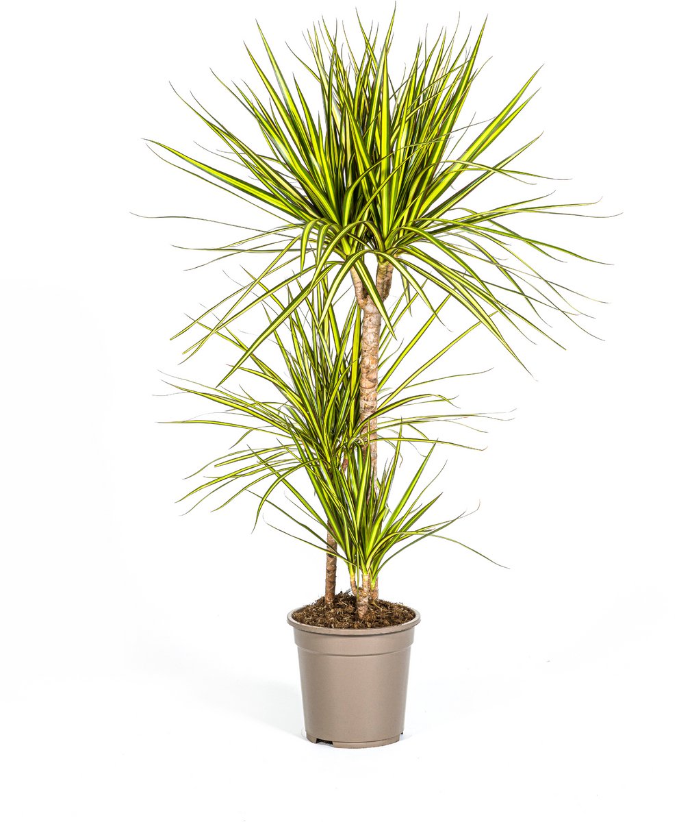 Dracaena Marginata Sunray Ø21cm - 100-110cm