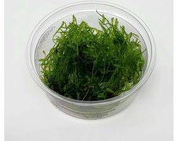 Moerings Spikey mos in 80 cc cup