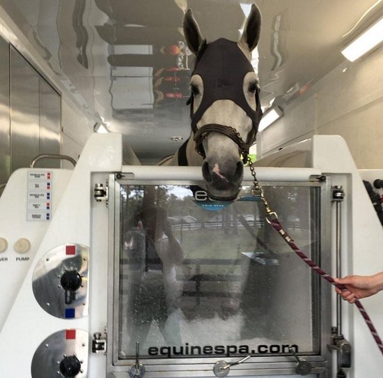 Schimmelpaard in een 'equinespa.com' watertank, voorzien van een zwart masker.
