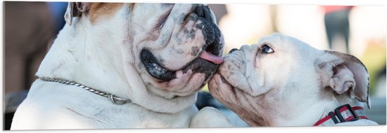 WallClassics - Acrylglas - Likkende Bulldog Honden - 120x40 cm Foto op Acrylglas (Met Ophangsysteem)