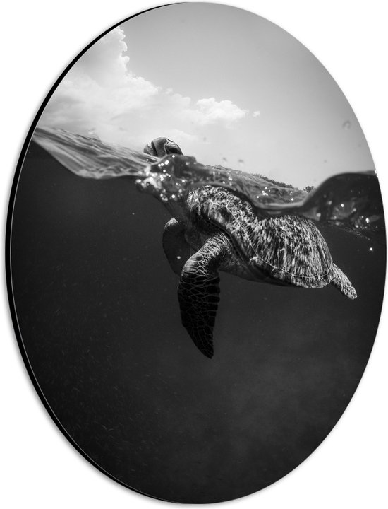 WallClassics - Dibond Ovaal - Schildpad zwemmend aan het Wateroppervlak - 21x28 cm Foto op Ovaal (Met Ophangsysteem)