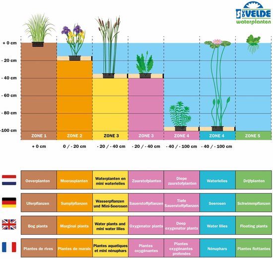 VDVELDE Plantes d'étang Winter Heart - 9 plantes aquatiques - Pour 500  litres d'eau 