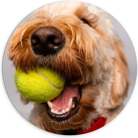 WallClassics - Dibond Muurcirkel - Hond Speelt met Tennisbal - 100x100 cm Foto op Aluminium Muurcirkel (met ophangsysteem)